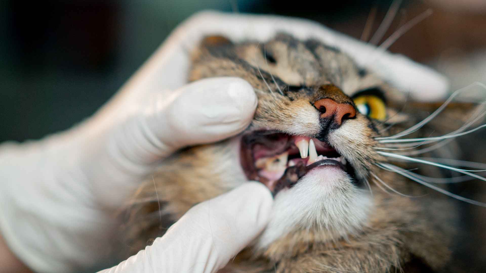 cuidado dental gato